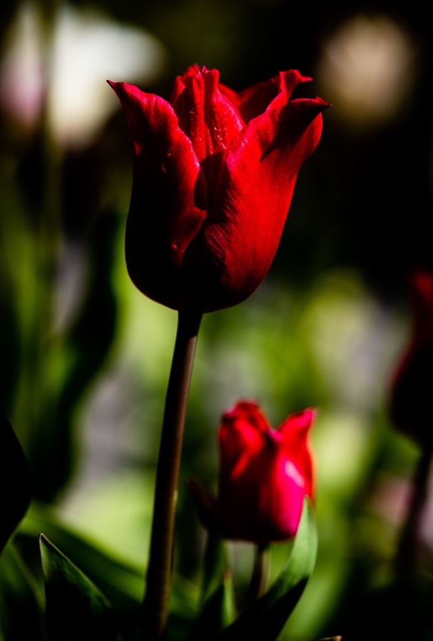 Blog Stumpff Funeral Home & Crematory Barnsdall, O