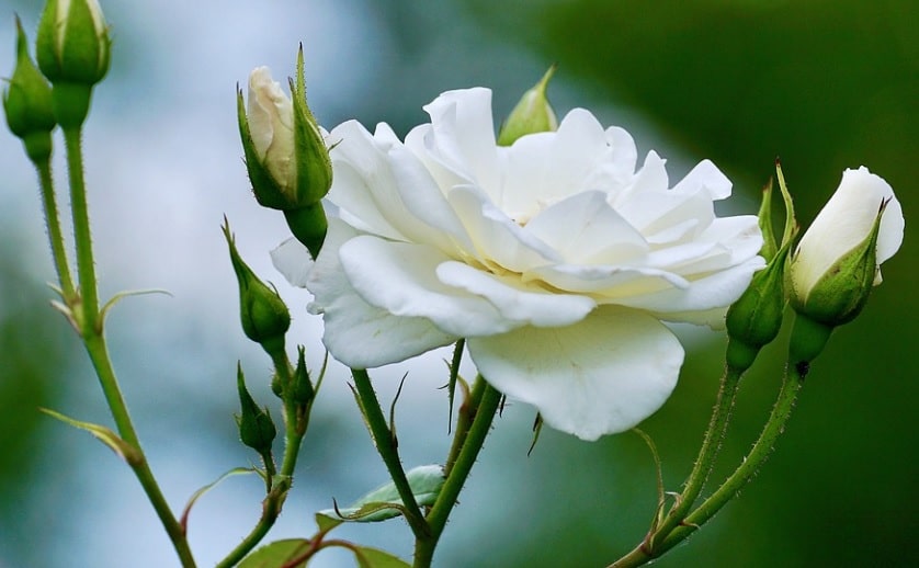 funeral homes in south coffeyville, ok